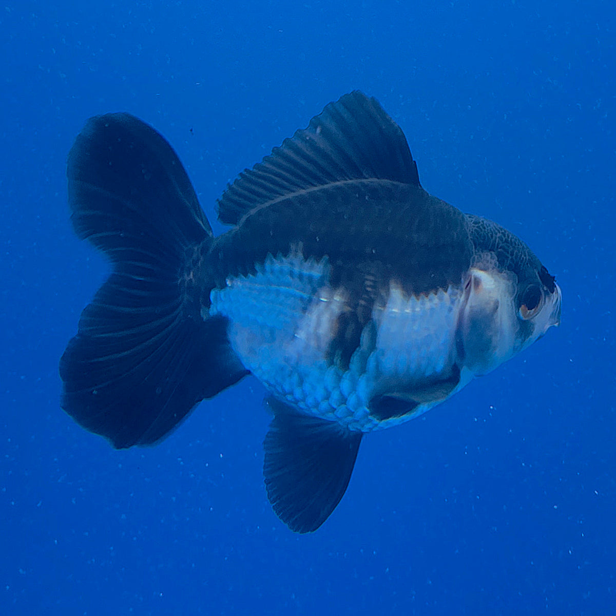Thai Oranda Panda 3.00" Body Male (FEB-790)R1B03