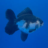 Thai Oranda Panda 3.00" Body Male (FEB-790)R1B03