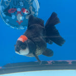 Thai Oranda Red Cap Panda 3in Female (FEB-686)R3A06