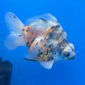 Thai Calico Demekin 3.00" Body Female (FEB-733)BLUETUBA
