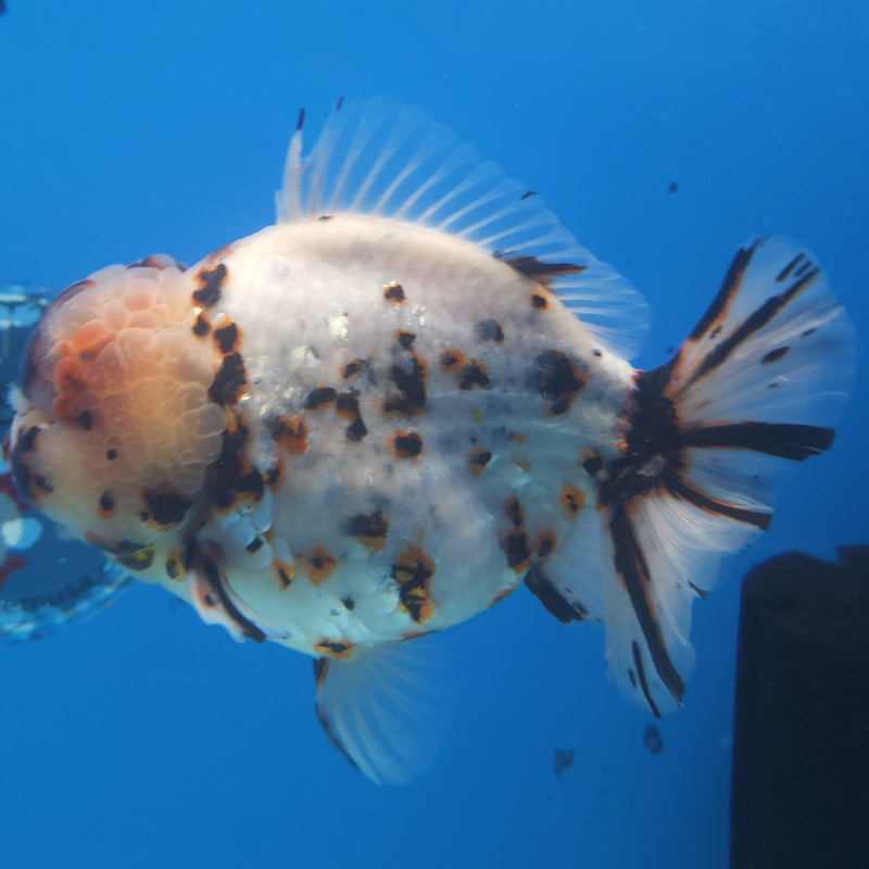 Thai Jumbo White Tiger Orchid Tail Oranda by NK THAILAND 5.00 inch Body (NKT-FEB-368)