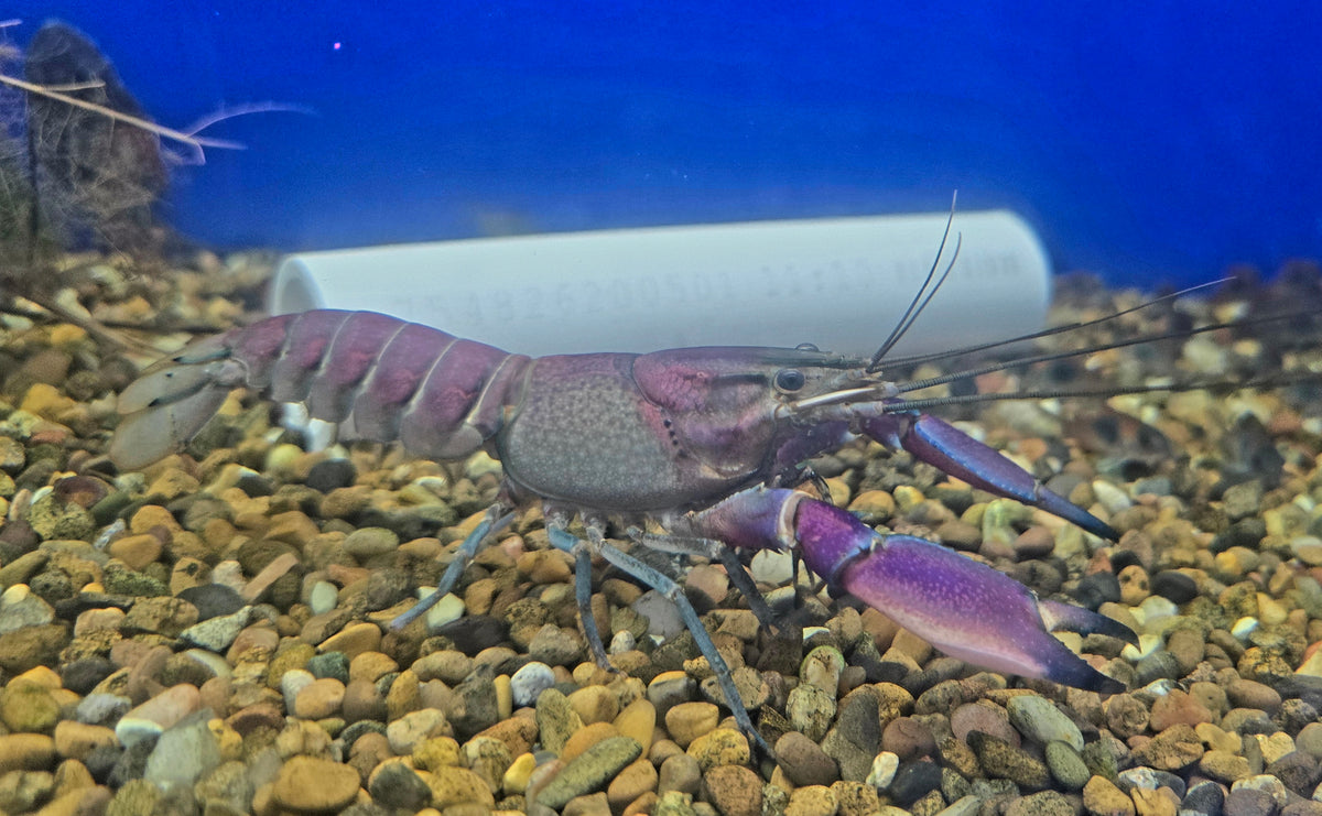 Violet Cherax Crayfish (Cherax sp)