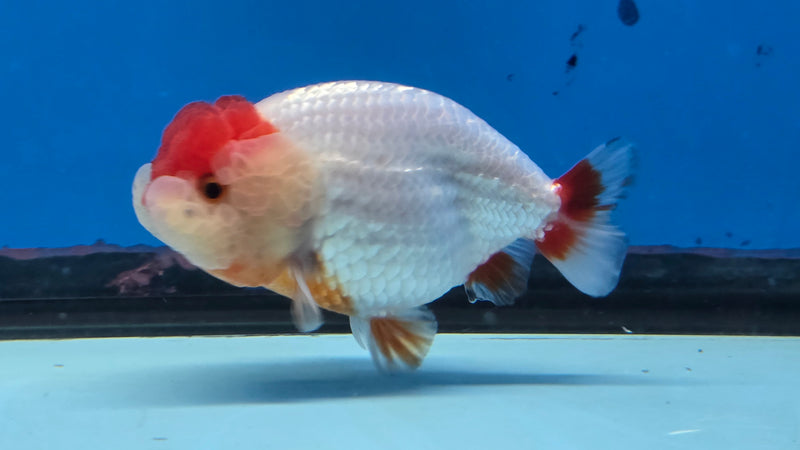 Thai Red/White Lionchu Ranchu 3.00 inch Body Male (NNN-2087)R4C08