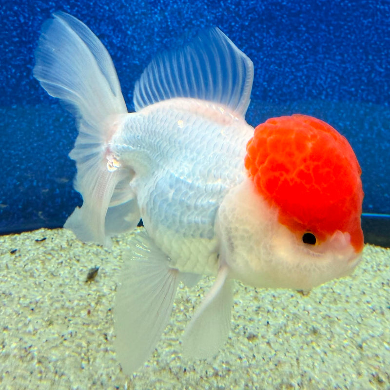Thai Oranda Red Cap White 3in Female (FEB-470)BLUETUBA