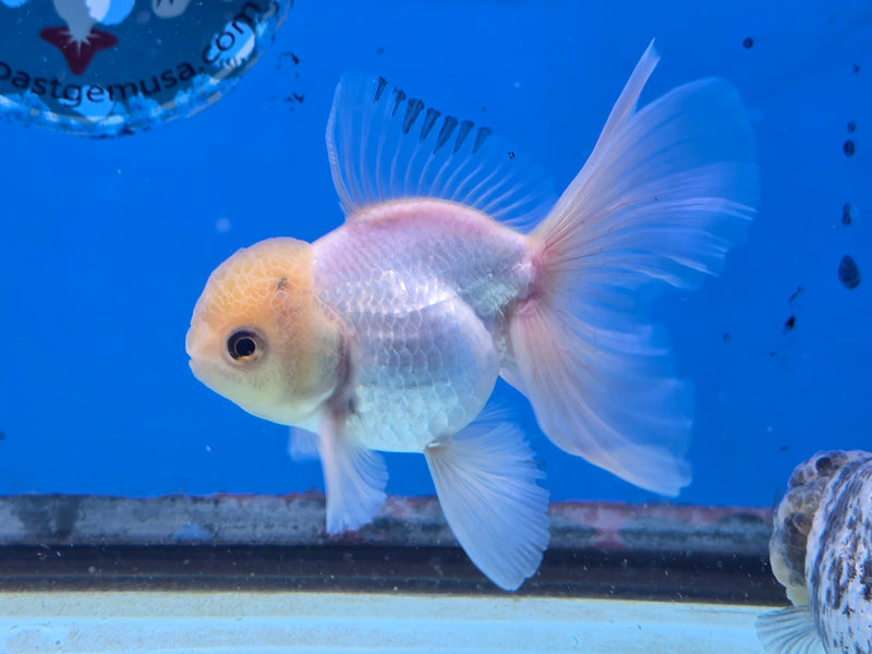 Thai Lemon Head White Oranda Orchid Tail Medium Breed 3.00 inch Body Female (NNN-2066)R1A05