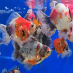 Our Choice Shogun Godzilla Yuanbao Oranda 2.50 inch Body A+ Grade (CGF)
