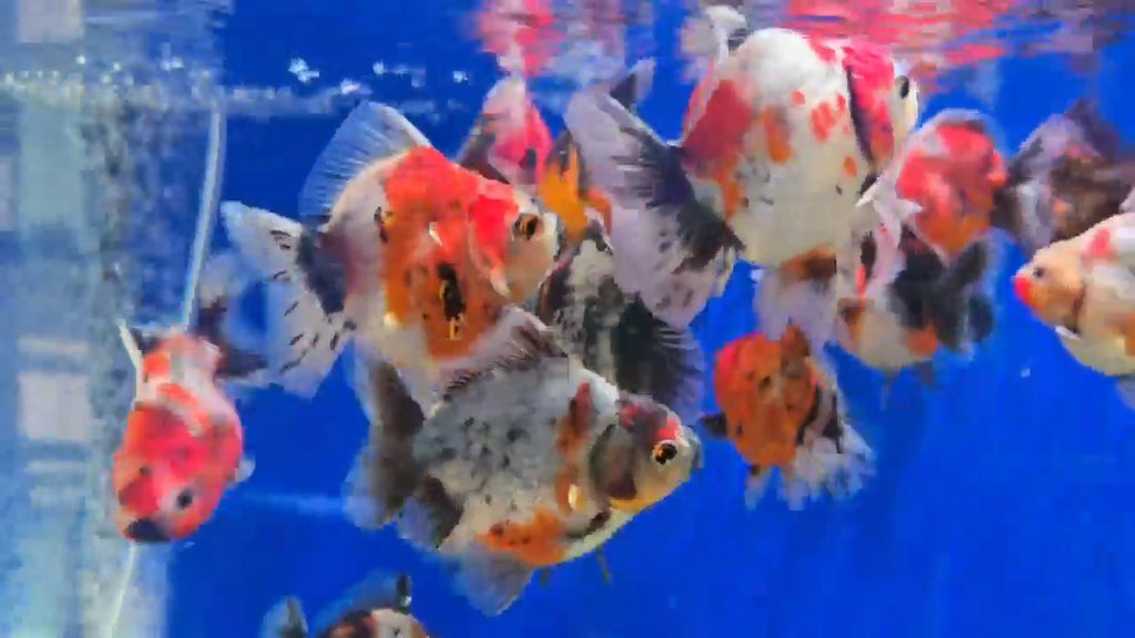 LIVE FRESHWATER HIGH-END ORANDA GOLDFISH MEDIUM BREED SELLER'S CHOICE ...