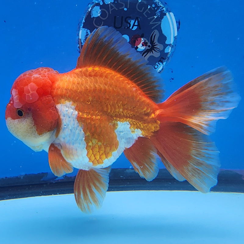 Thai Oranda JUMBO Red/White 4.5” Body Female(CK-1434)BLUETUB2