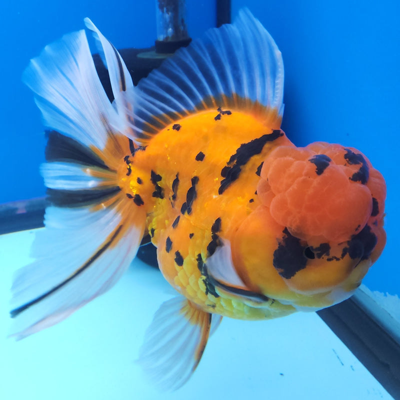 Thai Oranda Tiger JUMBO  4.5” Body Male(FEB-378)R2A08
