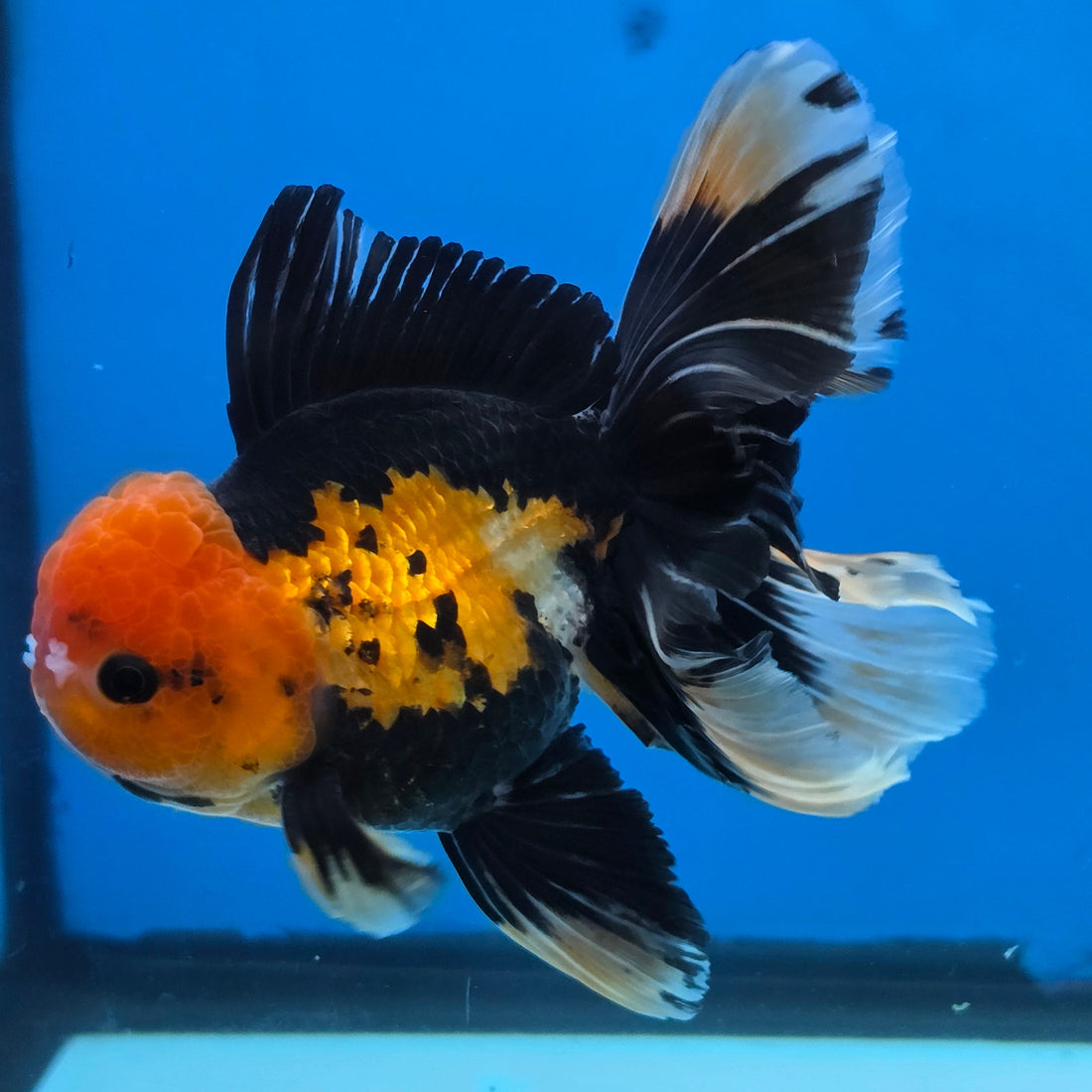 Thai Oranda Apache 4" Body male 9mths(FEB-575)R2A02