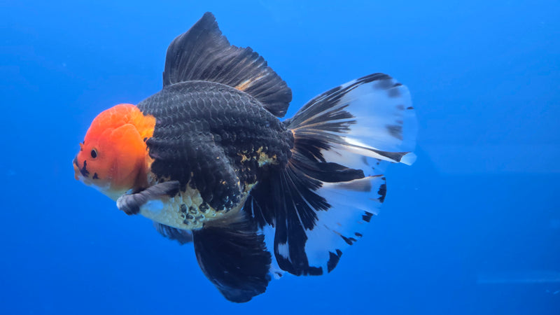 Thai Jumbo Apache Orchid Tail Oranda 4.50 inch Body Male 8 Months Age Giant Breed (NNN-3019)R1A07