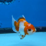 Thai Oranda Red and White Color 2.5 in Body Female (FEB-531)R3A06