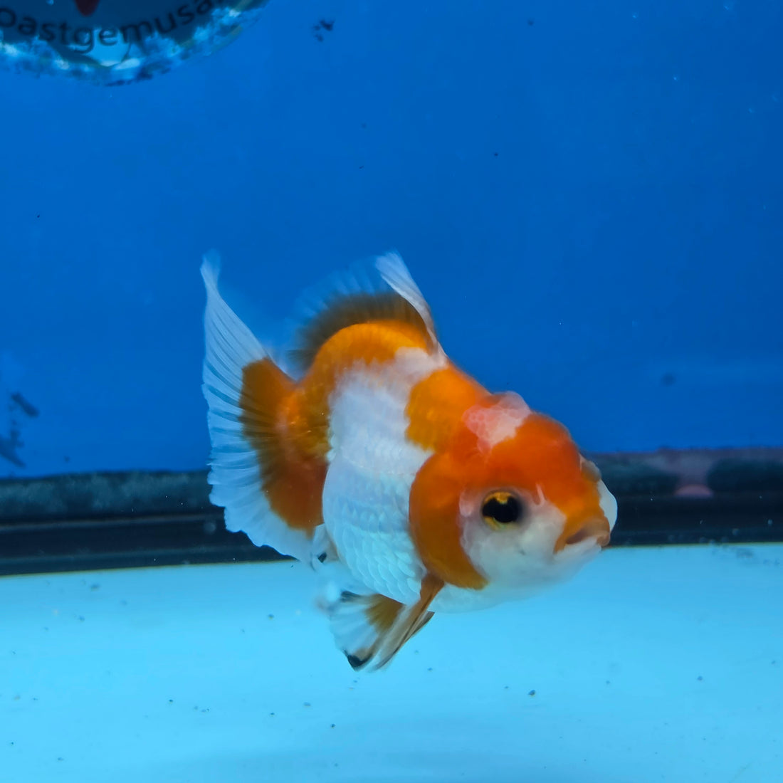 Thai Oranda Red and White Color 2.5 in Body Female (FEB-531)R3A06
