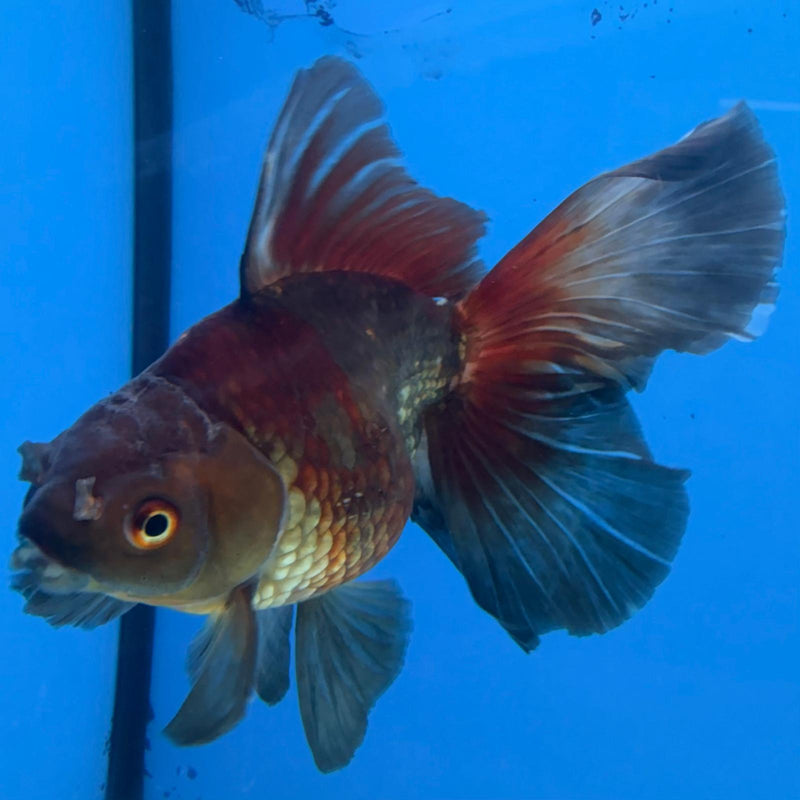 Thai Oranda Copper Silver JUMBO  4.5” Body Female(FEB-381)