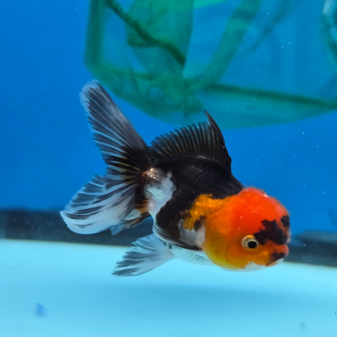 Thai Oranda Tri Color body breed 2.5" Body Female 6mths(FEB-567)R3B22