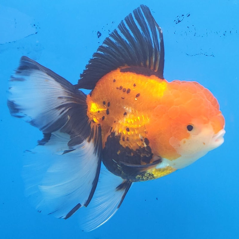 Thai Oranda Apache JUMBO  4.5” Body Female(FEB-379)R2B11