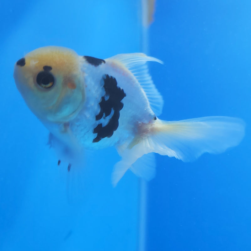Thai Oranda Panda Tri-Color 2.5in Female (FEB-204)R3B06