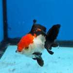 Thai Oranda Tri Color 3 in Body Female (FEB-525)R3A07