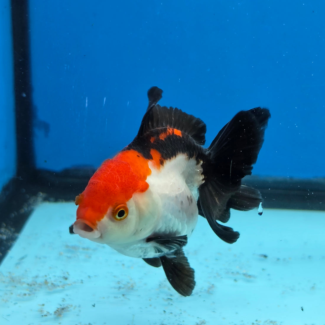Thai Oranda Tri Color 3 in Body Female (FEB-525)R3A07