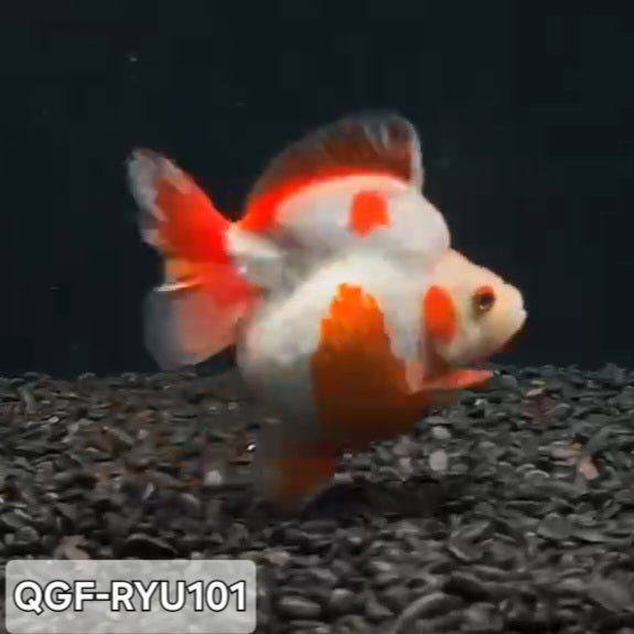 Thai Premium Red/White Ryukin 3.50 inch Body (QGF-RYU101)