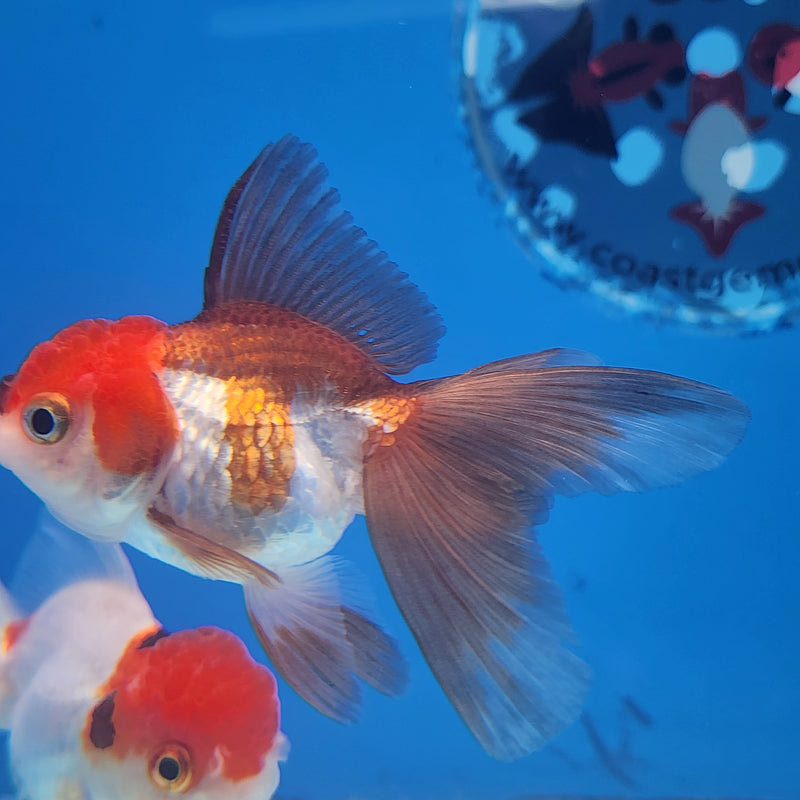 Thai Oranda Panda Red Cap 2” Body Female (FEB-174)R3A08
