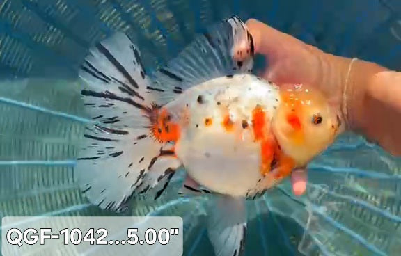 Thai Premium Super Jumbo Sakura Calico Orchid Tail 5.50 inch Body Oranda Male (QGF-JO1042)