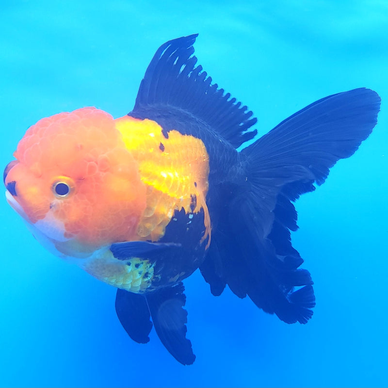Thai Oranda Apache JUMBO  4.5” Body Female(FEB-380)R2B11