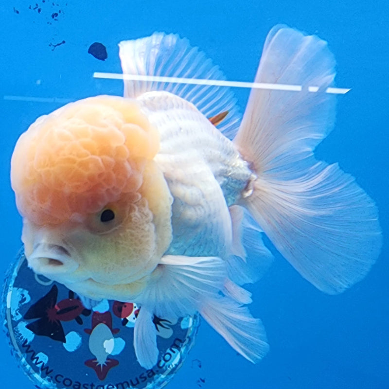 Thai Oranda Lemon Head Full White 3.5” Body Male(CK-1437)BLUETUB2