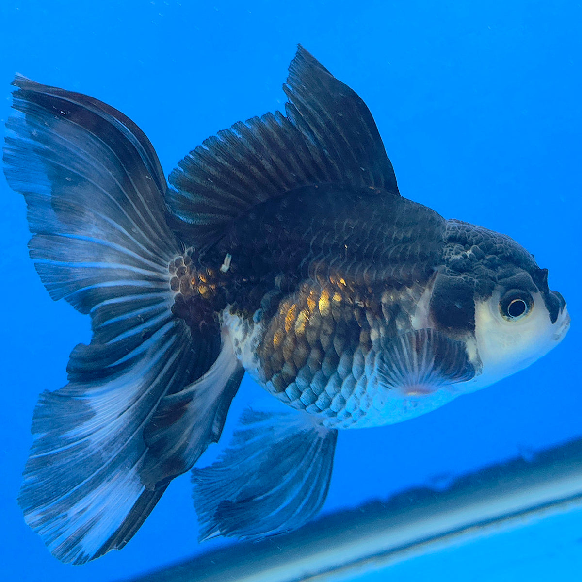 Thai Oranda Panda 3.00 inch Body Female(FEB-840)R2B04