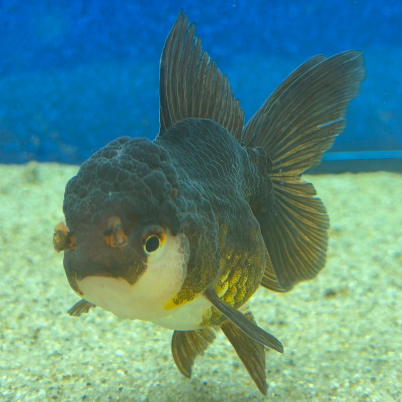 Thai Oranda Panda 2.5in Female (FEB-474)R3A13