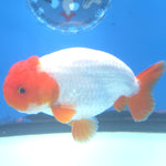 Thai Ranchu Red Cap White 3.5” Female(FEB-671)R3B03