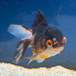 Thai Oranda Panda Tri-Color 2" Female (FEB-491)
