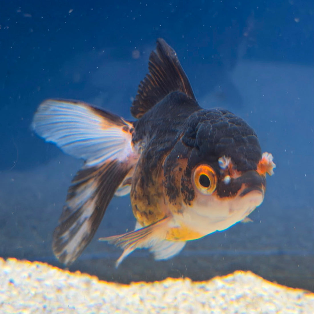 Thai Oranda Panda Tri-Color 2" Female (FEB-491)