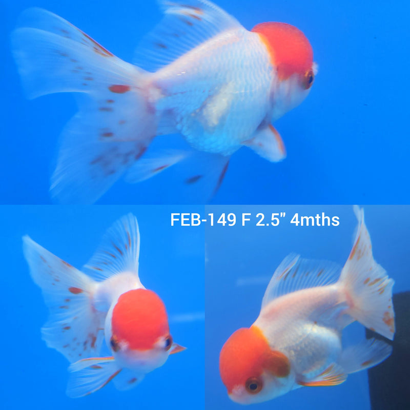 Red & White Oranda 2.5” Body Female (FEB-149)R3B16
