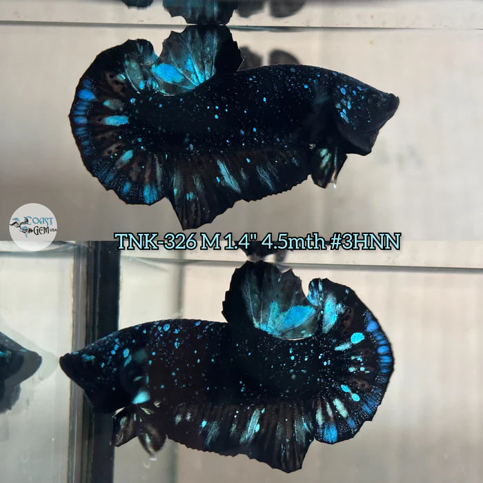 Premium Plakat Male Betta Avatar (CBM-1068) BUY 4 GET 1 FREE! MIX & MATCH