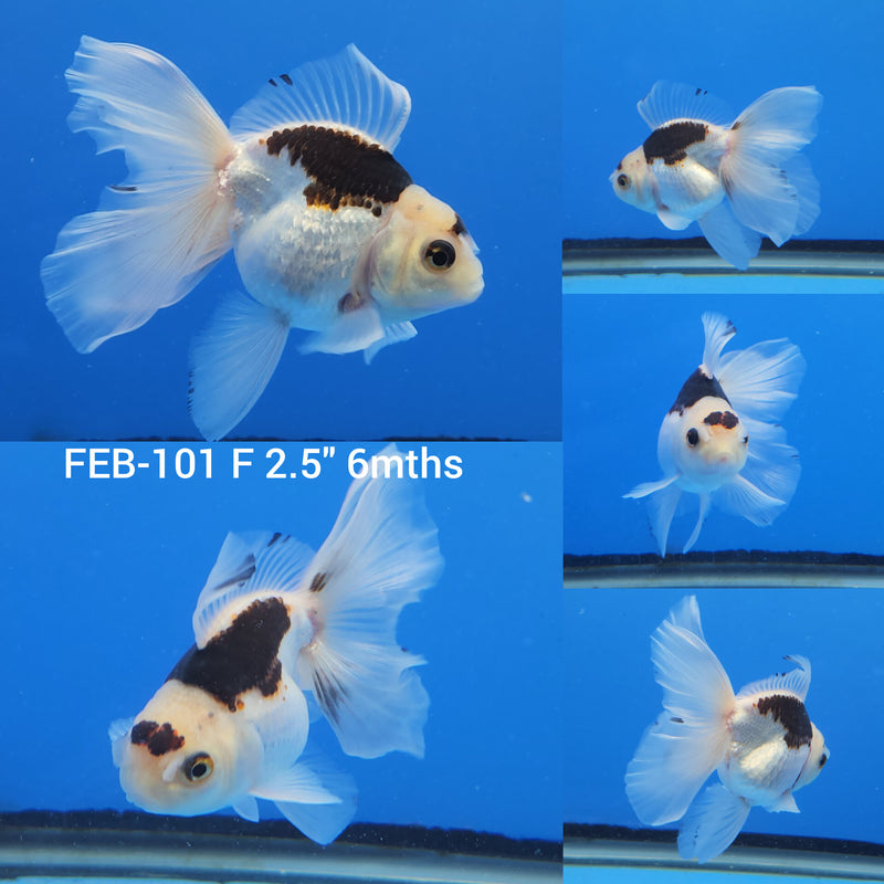 Thai Oranda Panda 2.5” Body Male(FEB-102)R3B17