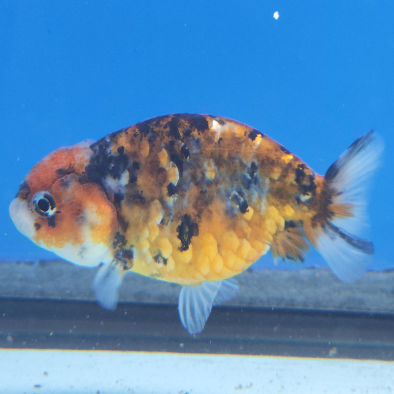 Thai Ranchu Calico 2.5in Female (FEB-340)R3A14