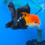 Thai Oranda Red Cap Tri Color Color 2.8 in Body Female (FEB-538)R3A03