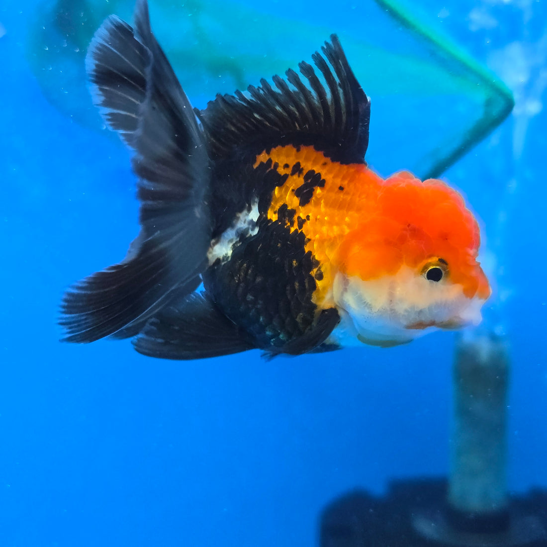 Thai Oranda Red Cap Tri Color Color 2.8 in Body Female (FEB-538)R3A03