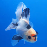 Thai Oranda Lemon Head Panda 3.00 inch Body male(FEB-835)R2B12