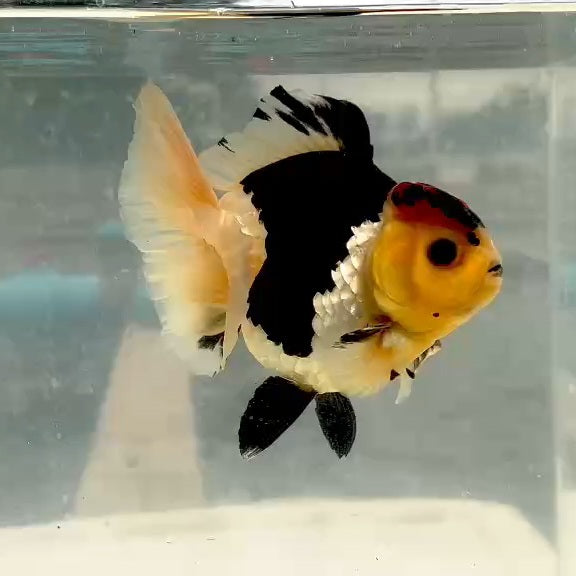 Thai Tri Color Oranda Orchid Tail 4.00 inch Body (QGF-JO1175)