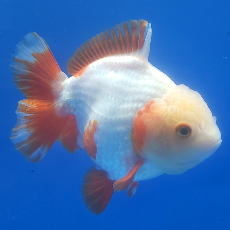 Thai Jumbo Oranda Red 4.5in Female (FEB-239)BLUETUB1