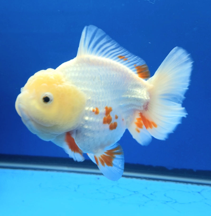Thai Jumbo Oranda Lemonhead Red & White 4.5in Female (FEB-237)BLUETUB1