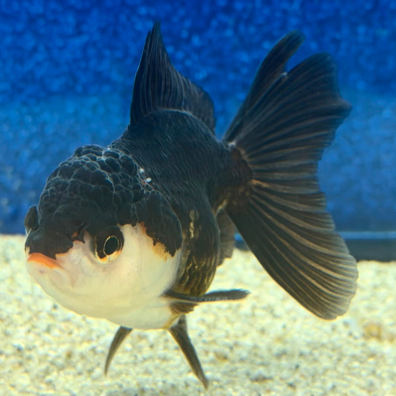 Thai Oranda Panda 2.5in Female (FEB-472)R3A13