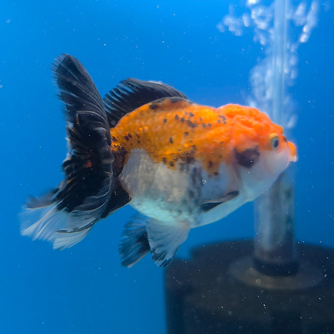 Thai Oranda Tiger 2.5” Female(FEB-676)R3B01