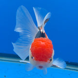 Thai Oranda Red Cap Tri-Color 3.00" Body Female (FEB-805)R2B02