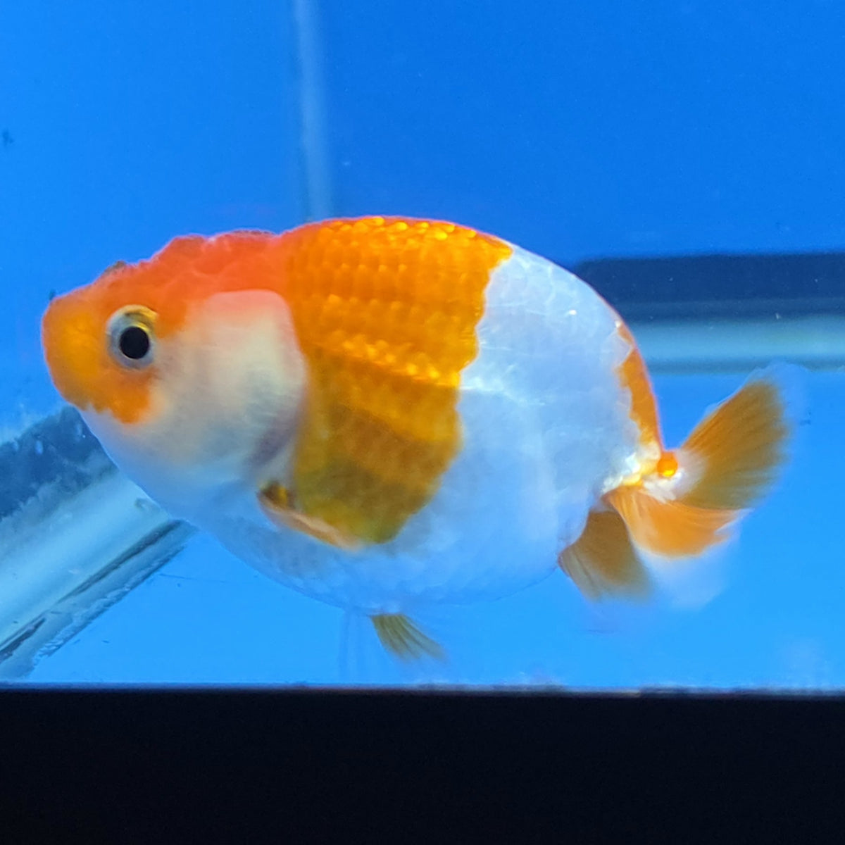 Thai Ranchu 2.50" Body Female (FEB-815)R2B05