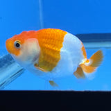 Thai Ranchu 2.50" Body Female (FEB-815)R2B05