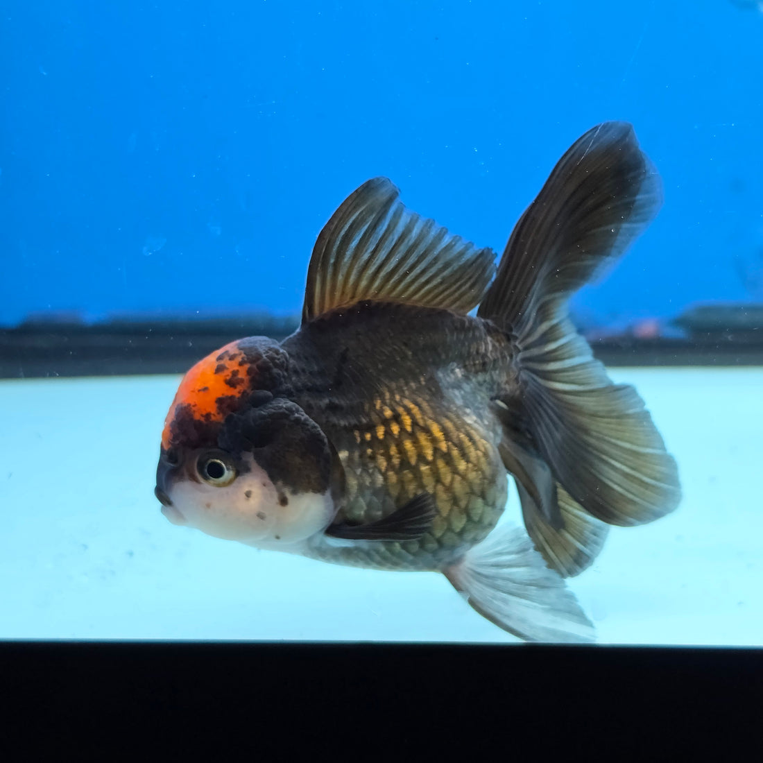 Thai Oranda Red Cap Black 3.5” Female(FEB-728)R1B07