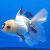 Thai Oranda Lemon Head Panda 3.00 inch Body male(FEB-835)R2B12